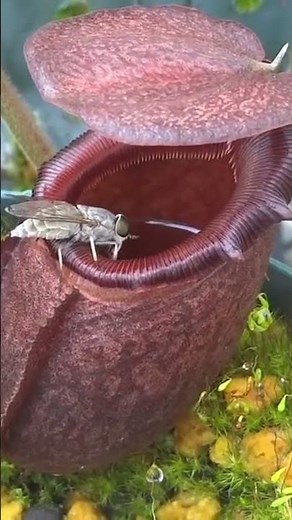 Nepenthus bite insect|බාඳුරා ශාකය,කෘමියෙක් ගිලගන්නා ආකාරය 😧😨|#Shorts