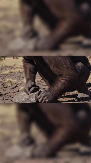 293K views · 3.1K reactions | How Humans Lived 1.5 Million Years Ago. #history #humanevolution #backintime #short | POV | Facebook