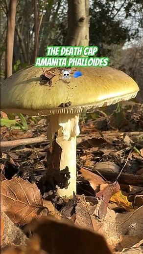 World’s DEADLIEST Mushroom: Learn to Recognize the Death Cap (Amanita phalloides)