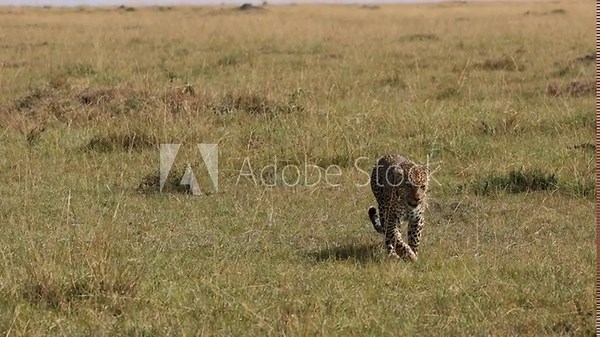 4K slow motion footage of a leopard walking directly toward the camera. Slowed movement highlights stealth, power, and elegance of this iconic big cat in its natural habitat.