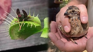 Creative and Genius Animal Trapping Methods You Won't Believe