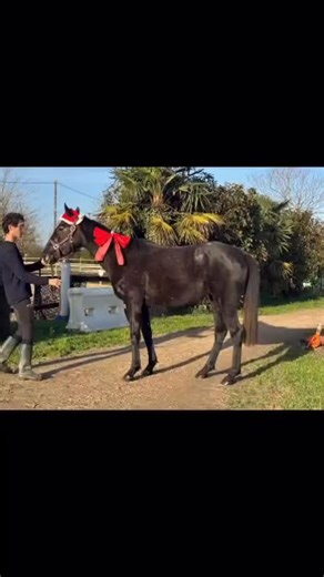 Créer un couple avec un jeune cheval, c’est bien plus que performer 🐎 C’est apprendre à se connaître, se comprendre, se faire confiance jour après jour. Prendre le temps de construire des bases solides pour aller loin, ensemble 💫 #forsale #horse #instagram | HorseMarket 47