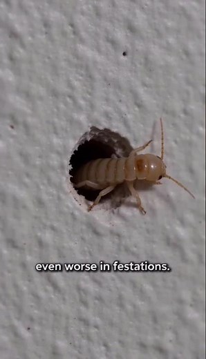 🐜Something Moving Inside Your Walls? 😳