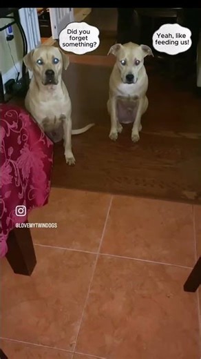 Twin Dog Waiting for Dinner and Now I'm In Trouble!
