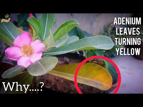 6 Reasons - Why the Adenium Leaves Turning Yellow? - Yellow Leaves on Adenium.