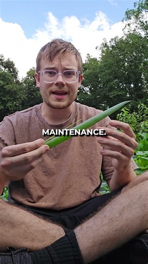 Least Difficult Plant To Grow In Your Garden