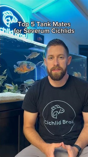 Top 5 Tank Mates for Severum Cichlids