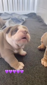 535K views · 10K reactions | Cute 殺殺 | Bulldog Lovers | Facebook