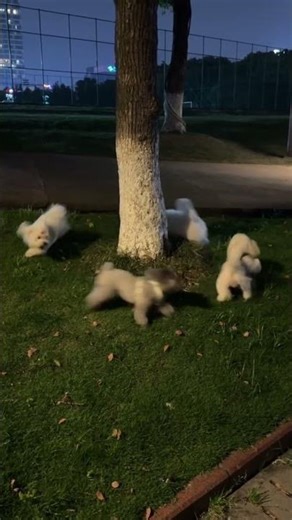 A group of fluffy dogs playing chase around a tree at night