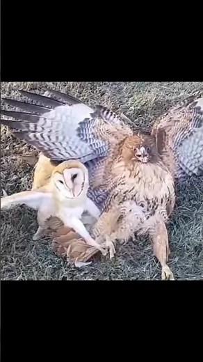 owl vs eagle #wildlife #birds #photography