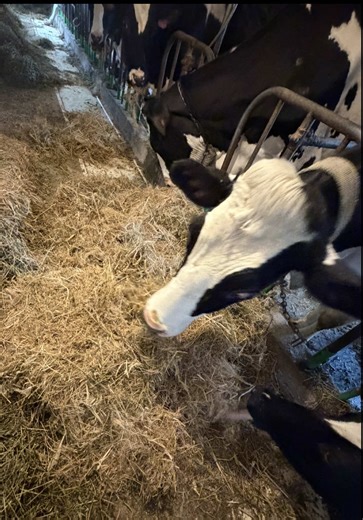 Explore Life on the Dairy Farm: Barn Tour Experience