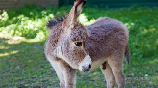 Miniature Donkey Cries Like a Baby Over Wanting to Eat the Dog's Food