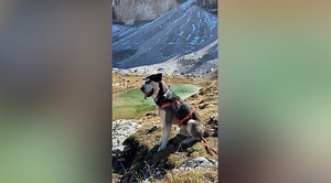 Golden retriever and husky have puppies, internet obsessed with result