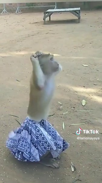 Monos bailando: el divertido espectáculo de sus movimientos