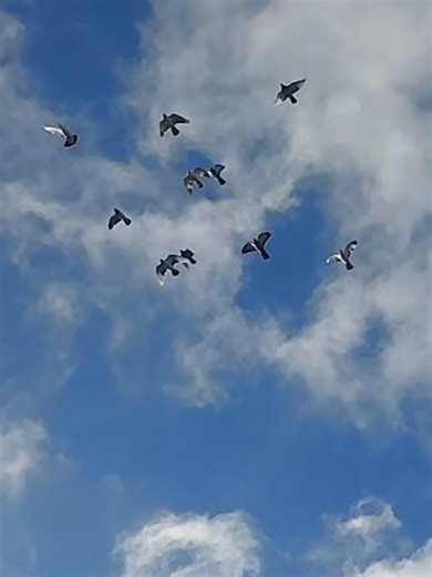 pigeons #pigeons #lovepigeons #freeflying