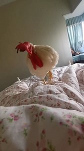 The best alarm clock ever 😂 | Hilarious Ted