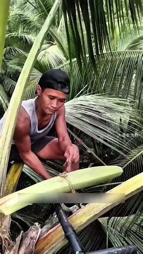 Proses Unik Pemanenan Nektar Bunga Kelapa 🥥✨ #didyouknow #faktaunik