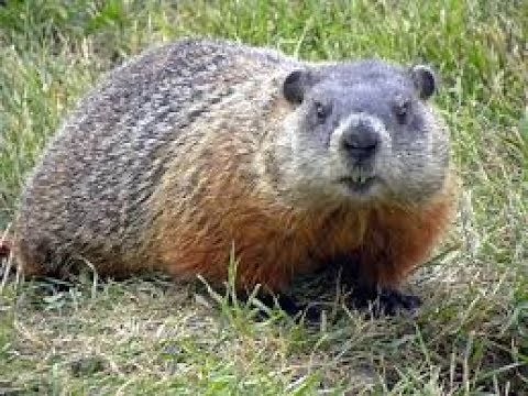 The Worlds Biggest Groundhog