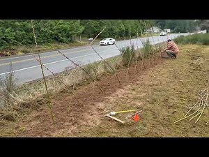Pussy Willow Fence Build