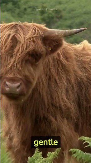 Highland Cows | Stylish Cattle