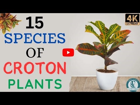 Top 15 Croton Plant Species | Stunning Croton Varieties With Name | Everything About Plants.