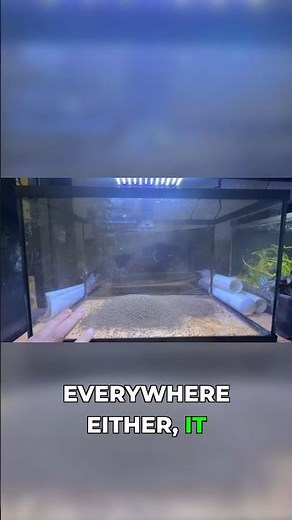 Professional aquascaping trick for instant depth #shorts #aquarium