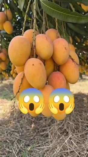 आमों से भरा पेड़ 💥