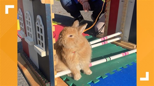 Hop into Easter with bunny care education and rabbit hopping