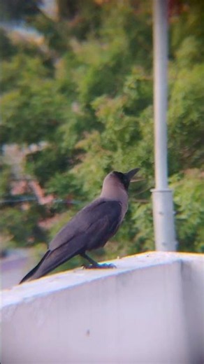 Crow Pushes Off and Flies Away 🐦✨ | Amazing Crow Takeoff #shorts