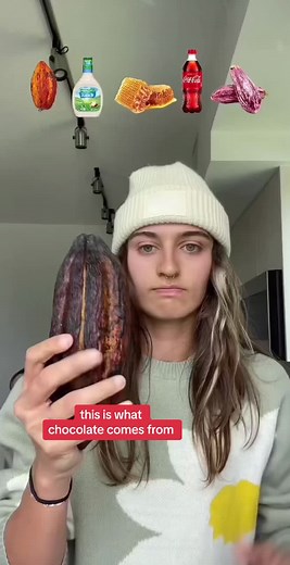 this is #cacao aka cocoa bean. this is chocolate in its purest form. it is safe and beneficial to eat it this way because when left uncooked, it maintains 100% of its nutritional value, and is extremely high in antioxidants.