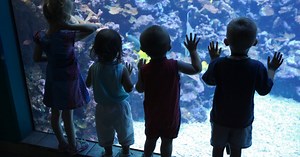 22 amazing UK aquariums to visit with your kids in 2023 - Netmums