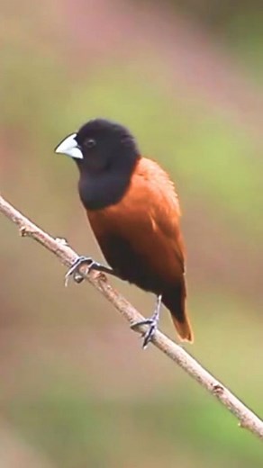 The Chestnut Munia (Lonchura atricapilla), also known as the Black-headed Munia, is a tiny bird with a lot of charm and personality. It's popular among birdwatchers and pet bird lovers for its striking looks and social nature. True to its name, the Chestnut Munia has a rich chestnut-brown body with a contrasting black (or very dark brown) head — giving it a classy, tuxedo-like look. Juveniles are all brown and gain their distinctive coloring as they grow. Native to South and Southeast Asia, espe