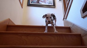Watch this Dalmatian puppy try stairs for the first time