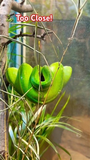 The Incredible Green Tree Python 🐍 #shorts #reptiles #nature