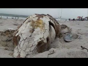 Alien-like Creature Pulled From Sea in New Jersey