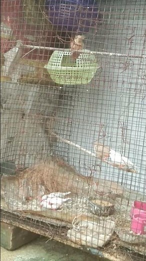 finch nesting start #zebrafinchbreeding #trendingshorts