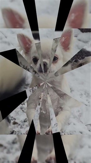 Кеша ждёт свою лучшую семью ПРОДАЖА +79787458062