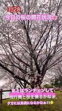 3/28 Sakura-no-Yama Park - Cherry blossom blooming status - Blue skies and a southerly breeze mak...