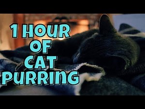 1 Hour of Cat Purring - ASMR for Sleep & Relaxation 🐈💤