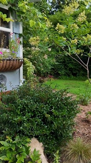 3.6K views · 72 reactions | The countdown is ON ⏳ @horttube’s October Magic® Ruby Camellia is loaded with buds and about to put on a serious fall show! ✨ Mid to late October = buds poppin’  November = BLOOM EXPLOSION  No pruning in 4 years and still looking this flawless? That’s the magic of Ruby  | Southern Living Plant Collection | Facebook