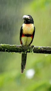 In this video we are talking about the bird named Collared aracari bird. To know about this bird in details please see full video and like this reel and follow our page to know about more informative videos and valuable content. #fbreels #viralreelsfb #Amazing #birds #world #shorts #like #knowledge | Facts Hub