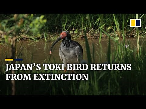 In Japan, a real-life phoenix rises from the ashes of extinction