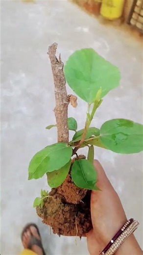 reporting habicus plant 🌿 #youtubeshort #gardendesign