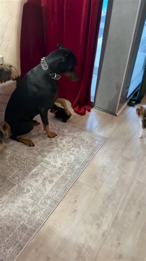 A gentle reminder from the bodyguard: stay put, little princess!  #YorktownYorkies #GentleGiant #dobermanlove #teacupyorkie Ruby is still available! DM me, call/text number in profile or visit website. | Yorktown Yorkies | Facebook
