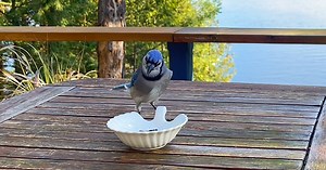 Blue Jay responds to woman’s clapping, becomes regular visitor