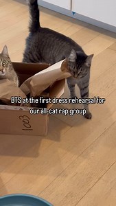 5.6K views · 77 reactions |  Notorious C.A.T.s ✌ - Arya & Fawn 﫶 #Cats #Pets #Cute #CatDad #Funny | TheCatChaddy | Facebook