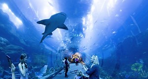 Los 5 mejores acuarios del mundo para visitar en 2025; sorprende uno en Colombia