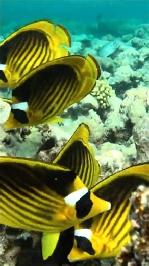 butterflyfish #butterflyfish #snorkeling #underwater #tropical