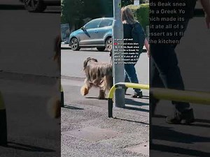 Random Vlog from the Car: Vlog Road Vibes! 🚗🎥✨In-Car Random Chat: Live Chill Adventure Vlog! 🌟