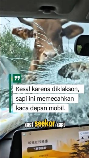 PMS Cow Goes Berserk! Rampages Car After Honking #RagingCow #StrangeEvent